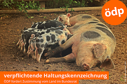 säugendes Schwein